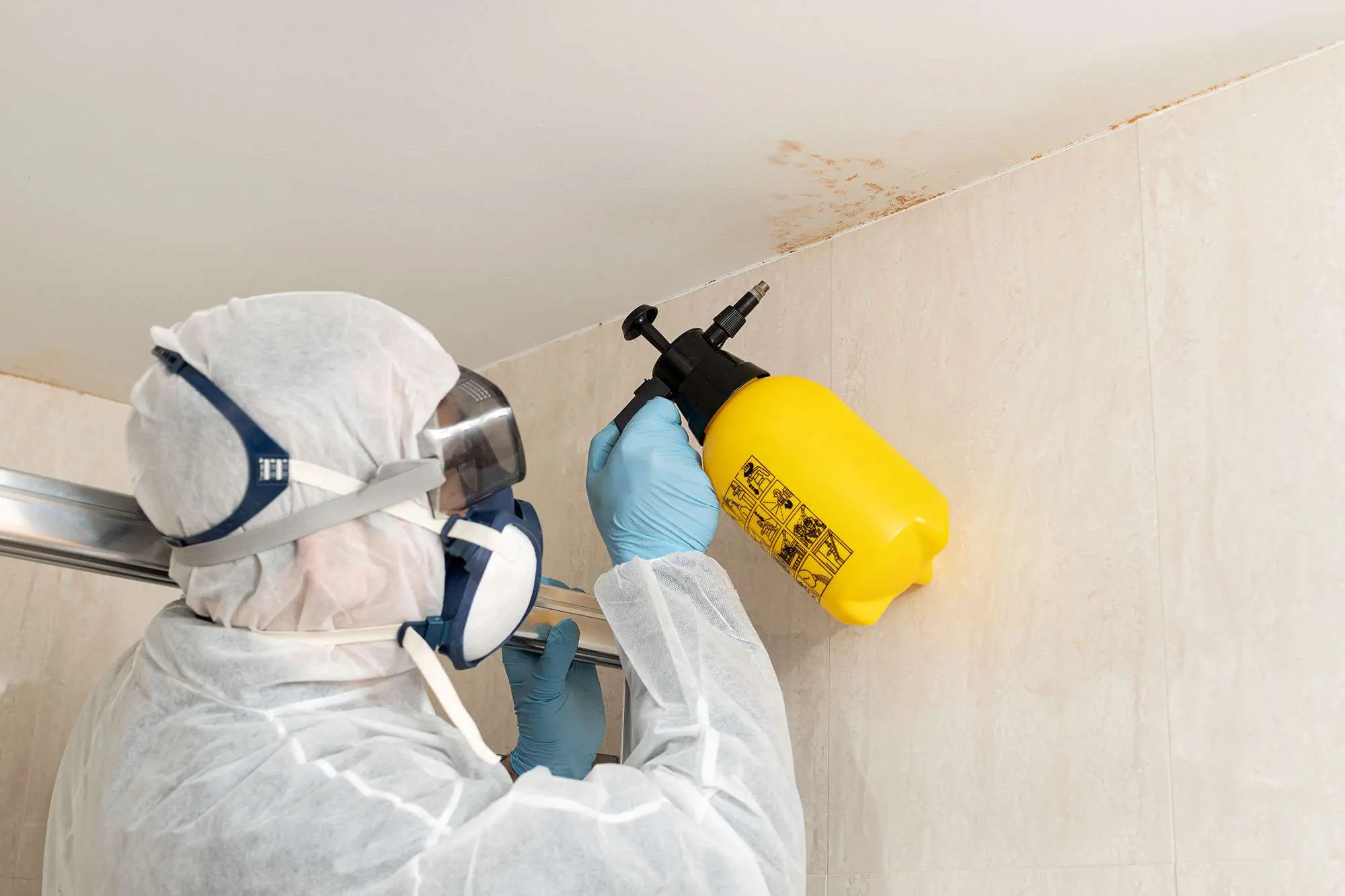 Mold Remediation Services in San Marcos